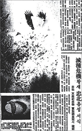 국내에서 황새는 본보에 의해 충북 음성에서 마지막으로 한 쌍이 발견됐다. 당시 발견 사실을 보도한 본보 1971년 4월 1일자 1면. 이 황새 한 쌍은 수컷이 밀렵꾼에 의해 죽고 ‘과부황새’마저 1994년 죽으면서 국내에서 멸종됐다. 장기우 기자