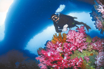 해녀 등의 반발로 스쿠버다이빙이 금지된 제주 서귀포시 안덕면 사계리 앞 형제섬 수중 비경. 거대한 아치와 다양한 연산호가 태고의 신비를 간직한 듯했다. 사진 제공 제주해마다이빙센터