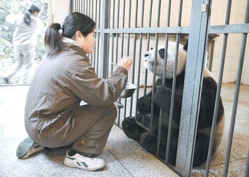 대만 타이베이 동물원에서 파견된 사육사가 21일 중국 쓰촨 성 야안 시의 판다연구기지에서 암컷 판다 ‘위안위안’에게 먹이를 주고 있다. 3년 전 중국이 대만에 기증한 이 판다는 23일 대만으로 보내질 예정이다. 야안=신화 연합뉴스