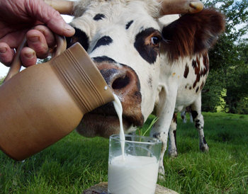 성인이 우유를 별문제 없이 마시려면 탄수화물의 일종인 ‘락토오스’를 몸속에서 분해할 수 있어야 한다. 그러지 못하면 설사나 장 경련이 일어날 수 있다. AFP 연합뉴스