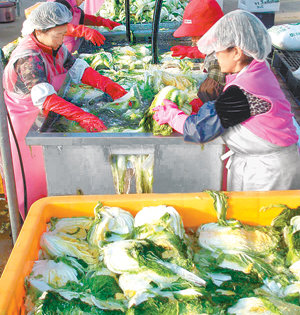 괴산지역 배추재배 농민들이 절임배추를 만들고 있다. 괴산 시골절임배추는 올해 배추값 폭락에도 불구하고 137억 원의 농가소득을 올렸다. 사진 제공 괴산군