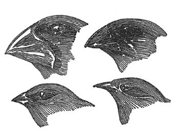 다윈은 갈라파고스 군도에서 핀치 새의 부리가 먹이의 상태에 따라 각각 다른 형태로 변한 것을 보고 진화론의 힌트를 얻었다. 사진 제공 가람기획