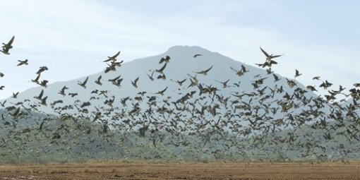 6·25전쟁 이후 사람의 손길이 닿지 않아 천혜의 자연공원이 된 휴전선 접경지역 철원평야 일대에는 해마다 많은 겨울철새들이 찾아와 장관을 이룬다. 사진 제공 철원군