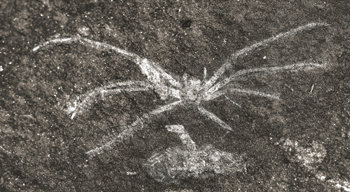 경남 사천시에서 발견된 거미화석 표본. 대전=연합뉴스