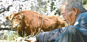 다큐멘터리 영화 ‘워낭소리’는 노인과 황소의 40년 우정을 따뜻한 시선으로 그려내 호응을 얻고 있다. 사진 제공 인디스토리