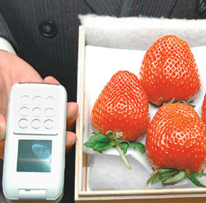 일본에서 생산된 개당 75만 원짜리 고급 딸기. 사진 제공 아사히신문