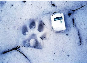 호랑이 추정 발자국_1998년 2월 임순남 회장 일행이 발견한 대형 야생동물의 발자국. 호랑이의 것으로 추정하고 있다.