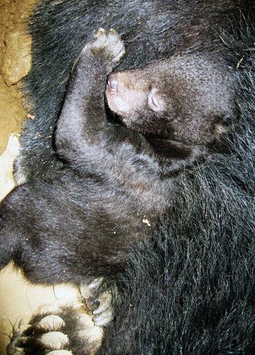 005년 지리산에 방사한 반달가슴곰 2마리가 지난 2월 말 야생상태로 1마리씩 새끼를 출산한 사실이 확인됐다. 사진은 출산된 새끼 반달곰. 연합