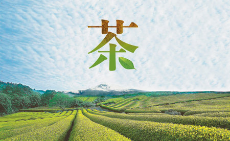 제주 서귀포시 도순동에 위치한 아모레퍼시픽의 ‘설록다원 도순’. 차나무는 평소 짙은 녹색이지만 4월 초가 되면 연한 녹색의 새 잎이 자라난다. 동아일보 자료 사진