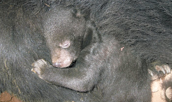 2005년 지리산에 방사한 반달가슴곰 두 마리가 최근 각각 새끼를 낳아 키우고 있는 것으로 확인됐다. 엄마 품에서 곤한 잠에 빠져 있는 새끼 반달가슴곰. 사진 제공 국립공원관리공단