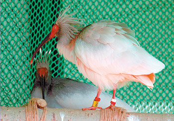 지난해 10월 이주한 뒤 2월 초 짝짓기에 성공할 당시의 암컷 룽팅(오른쪽)과 양저우 부부. 룽팅은 최근 3개의 알을 낳았다. 사진 제공 창녕군