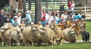 14일 경기 과천시 서울대공원이 공원 내 테마가든에서 양몰이 공연을 새롭게 선보였다. 이날 양몰이 개인 보더콜리종 암캐 그웬(5년생)이 양떼를 몰고 있다. 박영대 기자