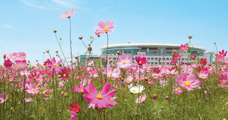 Blooming Cosmos:Cosmos in full bloom near the International Convention Center on Jeju Island, the venue of the Korea-ASEAN Summit. Almost seven million of the flowers were planted near major roads and the convention center to mark the occasion. Seogwipo=Yonhap