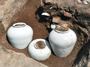 서울 종로구 청진동 재개발지역에서 발견된 조선 초기의 보물급 백자 항아리들. 사진 제공 한울문화재연구원