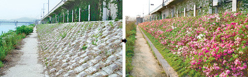 회색빛 콘크리트의 한강 둔치가 다양한 색의 화초가 물결치는 공간으로 변신했다. 뚝섬지구 인공 호안(왼쪽)이 서울시 한강사업본부가 실시한 인공 호안 녹화사업을 통해 하얀 조팝나무와 자산홍 등이 가득 찬 꽃밭으로 변신했다(오른쪽). 사진 제공 한강사업본부