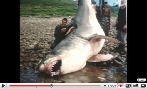 '유튜브'에 공개 된 '괴물상어' 동영상 캡쳐 화면.
