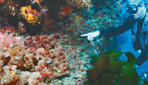 3일 제주 서귀포시 앞바다에 위치한 문섬 서북쪽 바다 수중 15m 내외 암벽에 군집을 이룬 아열대 해양생물 분홍멍게를 다이버가 가리키고 있다. 사진 제공 김진수 제주해마다이빙 대표