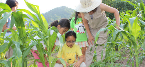 텃밭에서 자신들이 심은 채소를 살피고 있는 철딱서니학교 교사와 아이들.