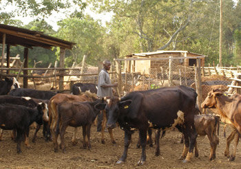 케냐 나이로비대 안에 있는 소목장. 농가 소득을 위해 우량 품종으로 개량하는 연구가 이뤄지고 있다. 나이로비=임소형 동아사이언스 기자