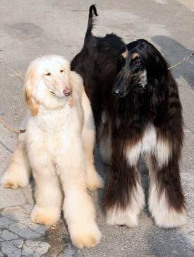 세계 최초의 복제개 스너피(오른쪽)와 암컷 복제개인 보나. 동아일보 자료 사진