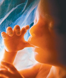 자궁 내에서 남성호르몬에 많이 노출될수록 넷째 손가락이 길어진다는 주장이 있다. 동성애자도 넷째 손가락이 둘째 손가락보다 상대적으로 긴 편이라는 연구 결과가 외국에서 나왔다. 동아일보 자료 사진