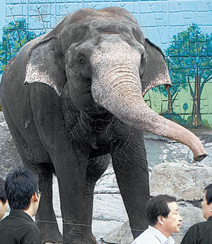 코끼리가 던진 돌에 맞았다는 신고를 받은 경찰이 15일 서울 어린이대공원의 코끼리 우리를 현장 검증하고 있다. 전영한 기자