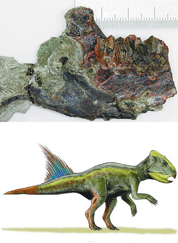 경남 고성군에서 발견된 신종 공룡의 턱뼈 화석. 턱뼈 길이는 10cm 정도로 공룡의 몸집은 사람보다 작을 것으로 추정된다. 학계에선 뿔 공룡인 아르케오케라톱스(아래)와 유사한 신체 특성을 갖지만 한 번도 발견되지 않은 신종 공룡인 것으로 보고 있다. 사진 제공 국립문화재연구소