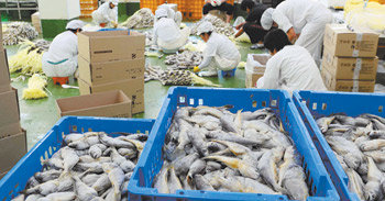 추석을 앞둔 2일 전남 영광군 법성면 법성포의 한 굴비가공업체에서 굴비를 손질하고 있다. 올 설 ‘짝퉁 굴비’ 파동으로 홍역을 치렀던 영광지역 굴비업체들은 음성장치를 도입하고 가짜 굴비를 판별하는 전자칩을 부착하기로 하는 등 신뢰 회복에 나섰다. 영광=박영철 기자