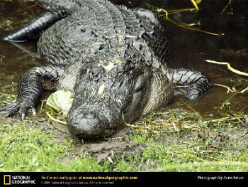 미시시피악어[사진출처=내셔널지오그래픽 홈페이지]