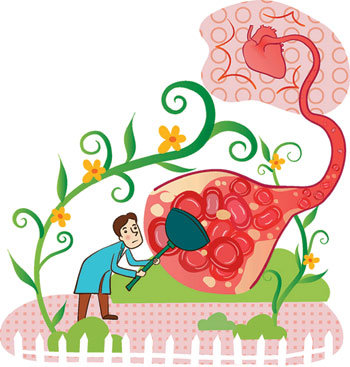 우리 몸속의 노폐물을 빼주고 영양소를 공급해주는 ‘파이프’가 바로 혈관이다. 혈관에 기름기가 가득 차면 고혈압과 심장병으로 악화된다. ‘겉살’만 뺄 것이 아니라 혈관도 날씬하게 줄이는 노력이 필요하다. 제공 아스트라제네카