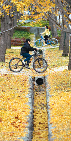 움츠린 가을… 노랗게 물든 거리1일 서울 성동구 서울숲 공원을 찾은 어린이들이 전날 내린 비로 떨어진 은행잎이 쌓인 산책로를 자전거를 타고 지나가고 있다.
이번 비로 기온이 급격히 하락해 2일 아침 최저기온이 서울 영상 1도를 비롯해 경기 북부와 강원 일부 지역이 영하권으로 떨어지는
등 3일까지 추운 날씨가 예상된다. 캐논 EOS-1D MarkⅢ, 70-200mm 렌즈, ISO200, 1/1000, f5.6   홍진환 기자