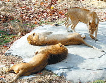 따뜻하게 데워진 온돌 바위 위에서 일광욕 중인 사자 무리와 천장에 열등이 달린 야외 나무집에서 놀고 있는 오랑우탄(아래). 사진 제공 서울동물원