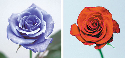 파란 장미(왼쪽)는 수천 년간 ‘불가능한 것’으로 여겨졌다. 하지만 일본 산토리사는 팬지에서 얻은 파란 색소를 만드는 유전자 ‘블루진’을 장미에 넣어 파란 장미를 세계 최초로 선보였다. 오른쪽은 빨간 장미. 사진 제공 산토리사