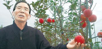 5일 자연농법으로 재배한 ‘기적의 사과’ 나무 앞에 선 전춘섭 씨. 그는 “어렵게 개발한 토종 자연농법을 완성해 과수 농민들에게 보급하고 싶다”고 말했다. 장성=이형주 기자