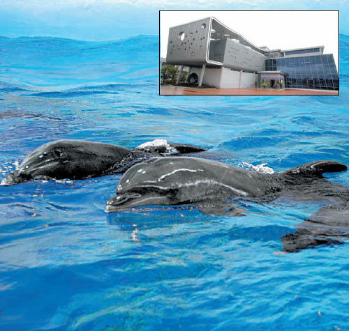 24일 문을 여는 고래생태체험관 내 돌고래 수족관에 있는 돌고래들. 지난달 일본에서 수송돼 적응 훈련을 마쳤다. 오른쪽 위 작은 사진은 고래생태체험관. 사진 제공 울산 남구