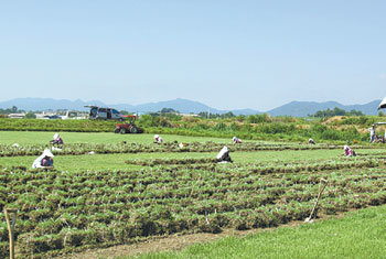 전원주택이나 옥상 정원용으로 수요가 늘어나면서 잔디 시장이 커지고 있다. ‘국내 잔디 생산의 메카’로 불리는 전남 장성군 삼서면. 사진 제공 장성군