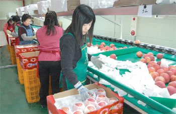 대구 동구 사과재배 농민들이 수출할 사과를 포장하고 있다. 사진 제공 대구시