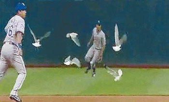 6월 12일 캔자스시티와의 홈경기에서 나온 추신수의 10회말 끝내기 안타 때 외야에 모여 있던 갈매기들이 타구에 놀라 한꺼번에
날아오르고 있다. 이 갈매기들은 메이저리그 올해의 야구상 ‘기이함(Oddity)’ 부문 후보에 올랐다. 동아일보 자료 사진