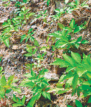 사진 제공 강원도