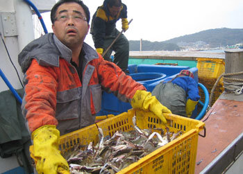 지난달 29일 충남 태안군 근흥면 안흥항. 덕성호 선장인 김홍근 씨가 바구니에 가득 담긴 꽃게를 배에서 내리고 있다. 그는 “올해 꽃게가 전에 없는 풍어였다”고 말했다. 태안=지명훈 기자
