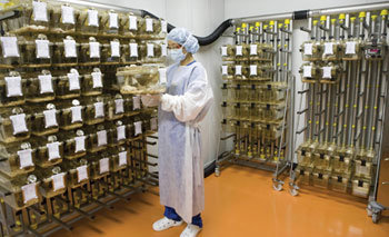 가천의과대 ‘이길여 암·당뇨연구원’에 설치된 실험동물센터. 실험용 쥐 3만 마리를 보유할 수 있는 규모의 이 센터에는 1마리에 1억 원을 호가하는 유전자 변형 마우스도 있다. 사진 제공 가천의과대