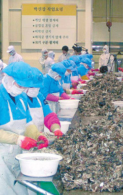 올해 경남 남해안 굴 양식이 풍작이다. 굴 가공공장 직원들이 굴 껍데기를 벗기고 있다. 사진 제공 경남도