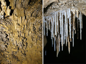 천연기념물로 지정되는 정선군 여량면의 산호동굴 내부(왼쪽)와 평창군 평창읍 섭동굴 내부. 사진 제공 강원도·정선군