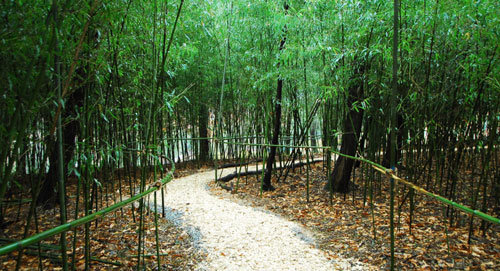 국립대전현충원 안에 조성된 대나무 숲길. 사진 제공 국립대전현충원
