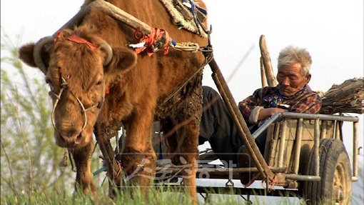 독립영화의 가능성 보여준 ‘워낭소리’