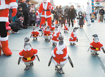 18일 경기 용인시 에버랜드에서 펭귄들이 산타 복장으로 행진하고 있다. 아이들이 펭귄들의 행진을 보면서 즐거워하고 있다. 사진 제공 에버랜드