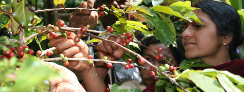 노동자들에게 정당한 비용을 지불하고 이윤을 공정하게 배분하는 농장의 커피 원두를 골라 사는 ‘착한 소비자’들이 늘고 있다. 사진은 커피 열매를 따고 있는 네팔의 여성들. 사진 제공 아름다운 가게