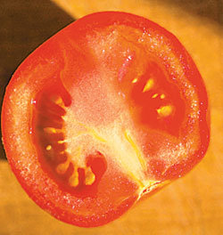 전립샘 비대증 예방엔 기름에 살짝 볶은 토마토가 좋다.
