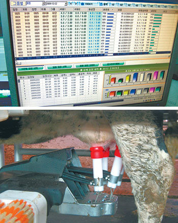 무선주파수인식(RFID) 바람이 축산업에도 불고 있다. 자동으로 젖을 먹이는 ‘포유관리기’에 송아지가 들어서면 RFID 태그를 통해 실시간으로 섭취한 사료 양, 체중 등이 나타난다(위). 사람의 손을 대신하는 자동착유시스템(아래)도 내년부터 본격적으로 보급될 예정이다. 천안=한상준 기자