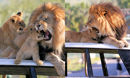 아빠사자의 잇몸깨물기   아빠 사자가 휴식을 방해하는 아기 사자를 잇몸으로 살짝 깨물어 애정을 표시하고 있다.